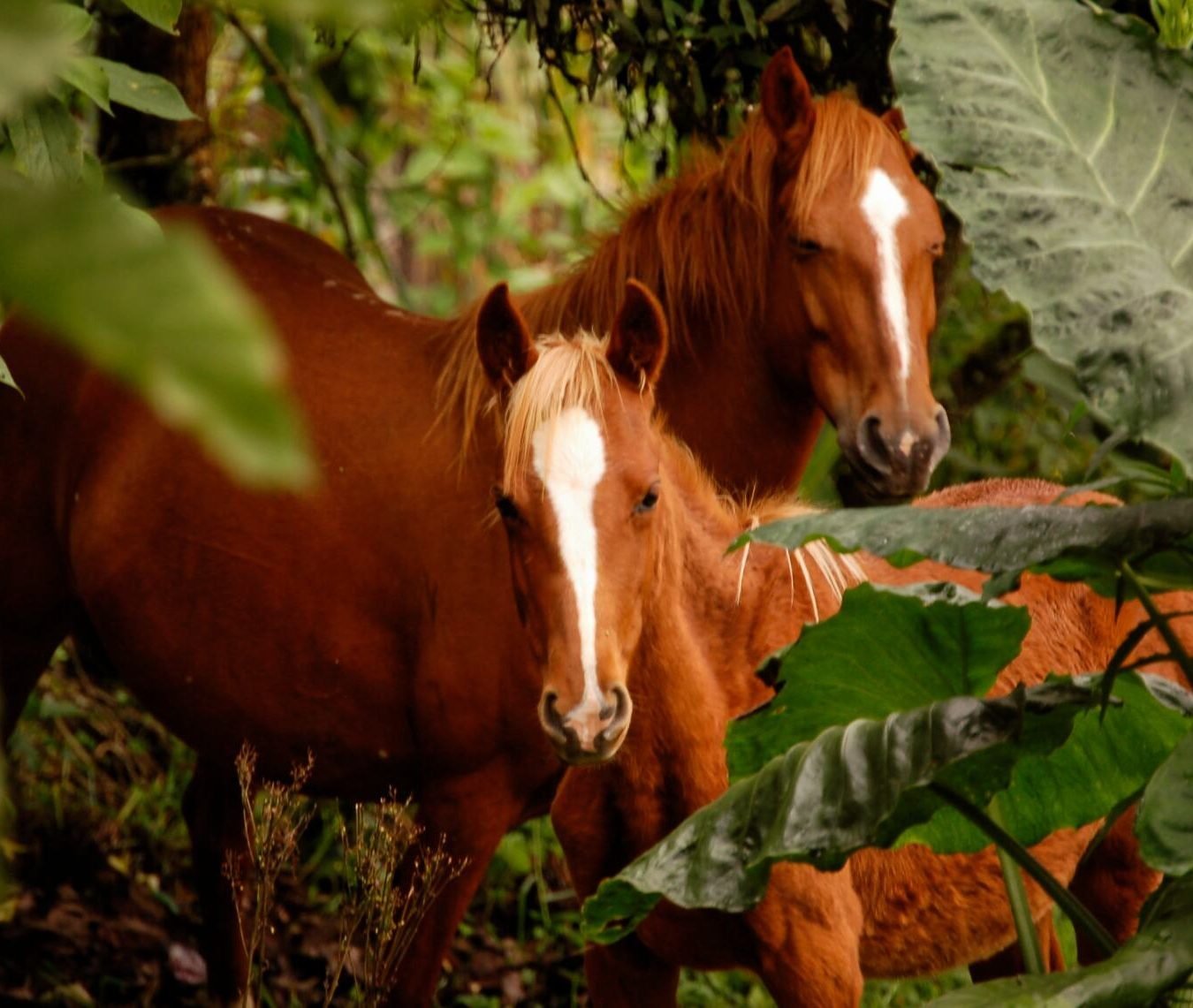 Paseos a caballo